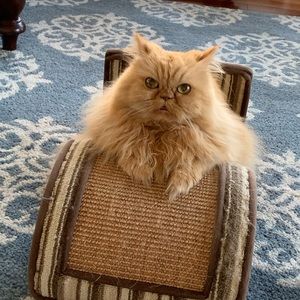 Meet your Posher, Maggie